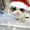 Иконка канала Максим_Кот
