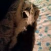 Иконка канала Андрюшка Рыжий Кот.