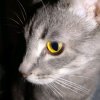 Иконка канала Смешные Коты И Рассказы С Игрыми
