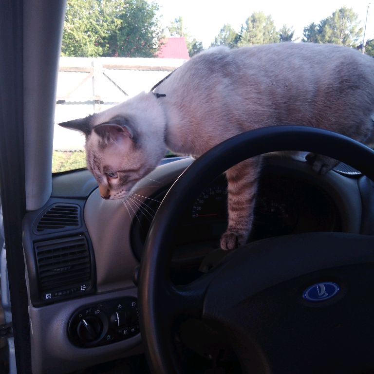 Аватар автора