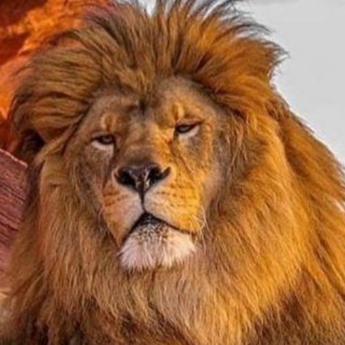 Иконка канала Красивые нашиды