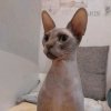 Иконка канала Обо Всё С Лысым Котом