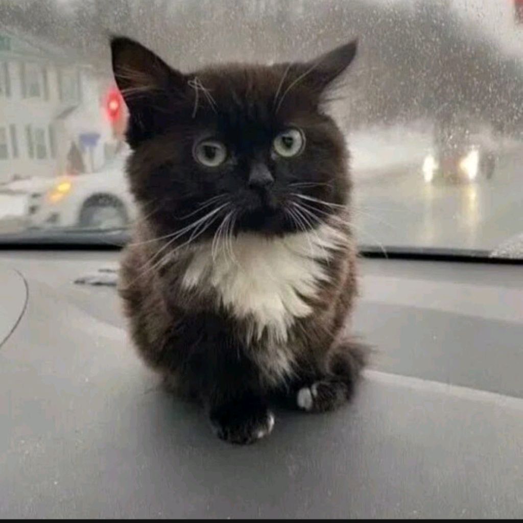 Иконка канала Мемкот с Денчиком