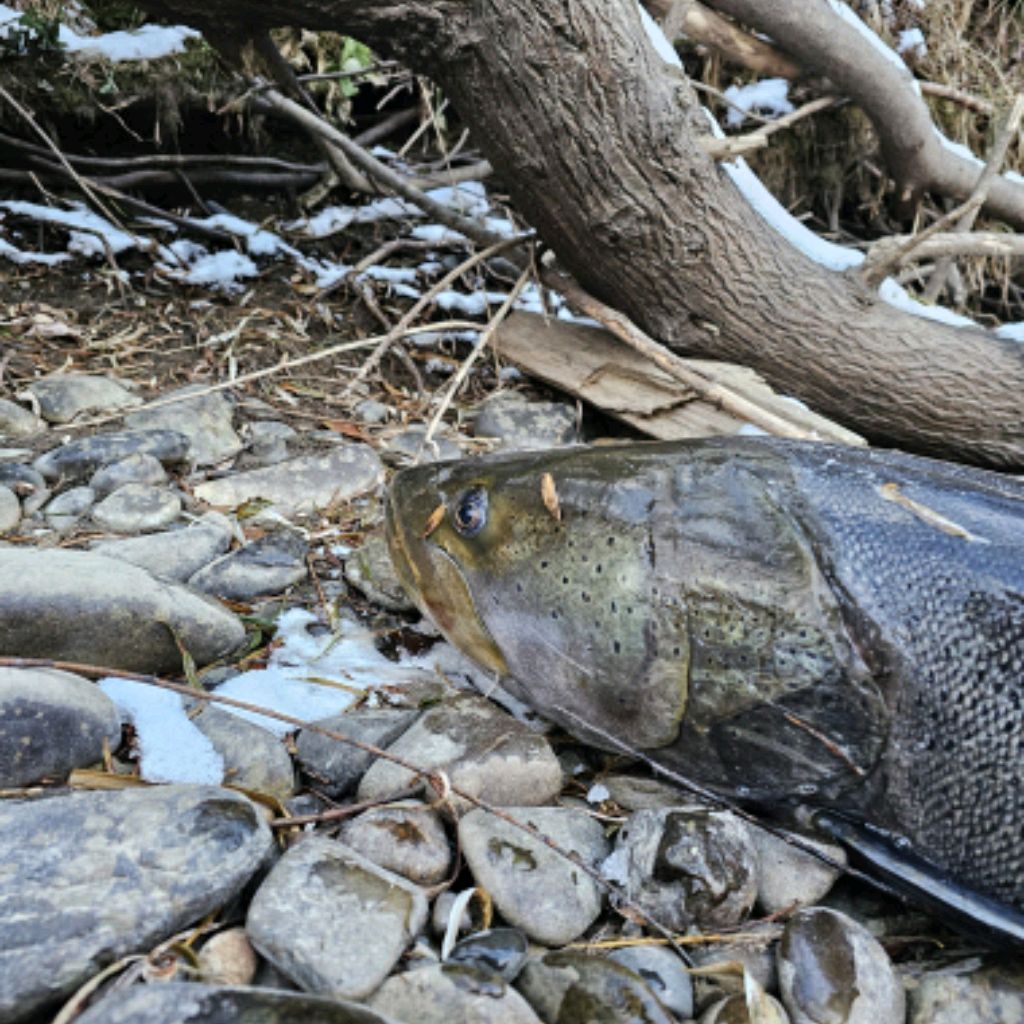 Иконка канала Путь воды и рыбалки...