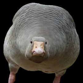 Иконка канала Два Гуся