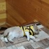 Иконка канала Я Персик