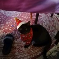 Иконка канала гостиха 1337