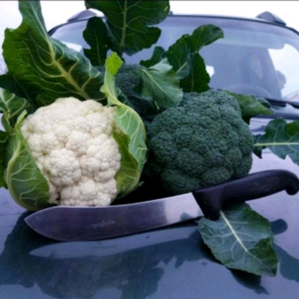 Иконка канала Agroblog.Marina-agronom1990
