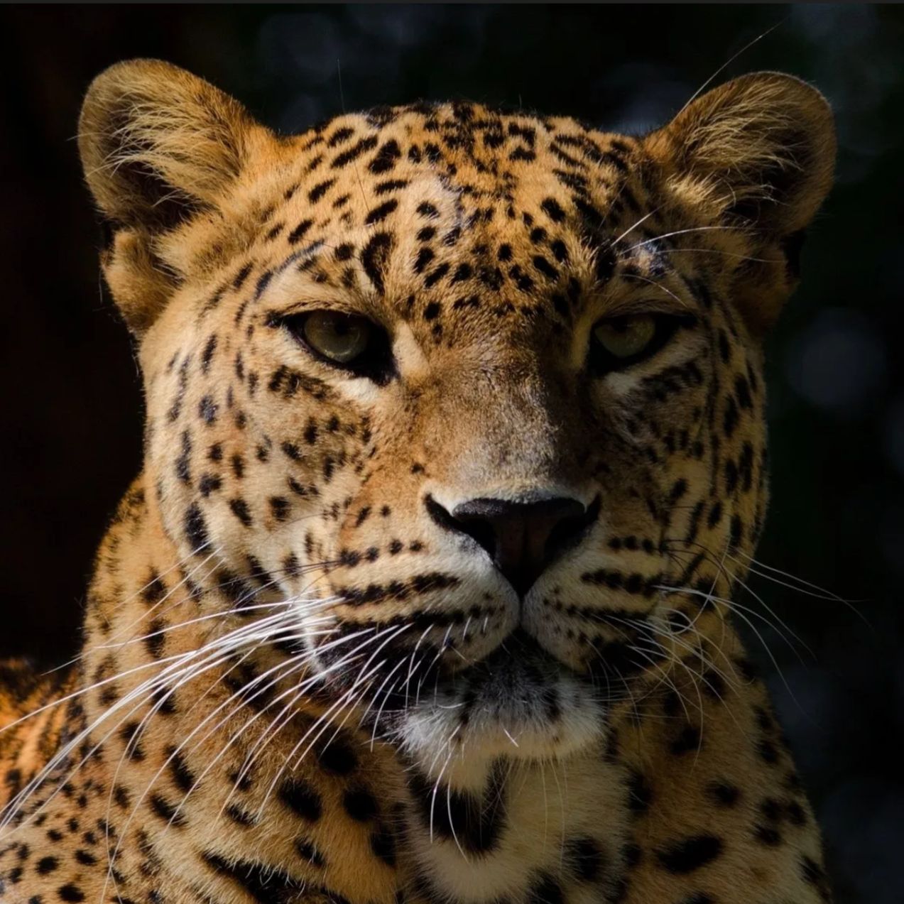 Иконка канала LEOPARD