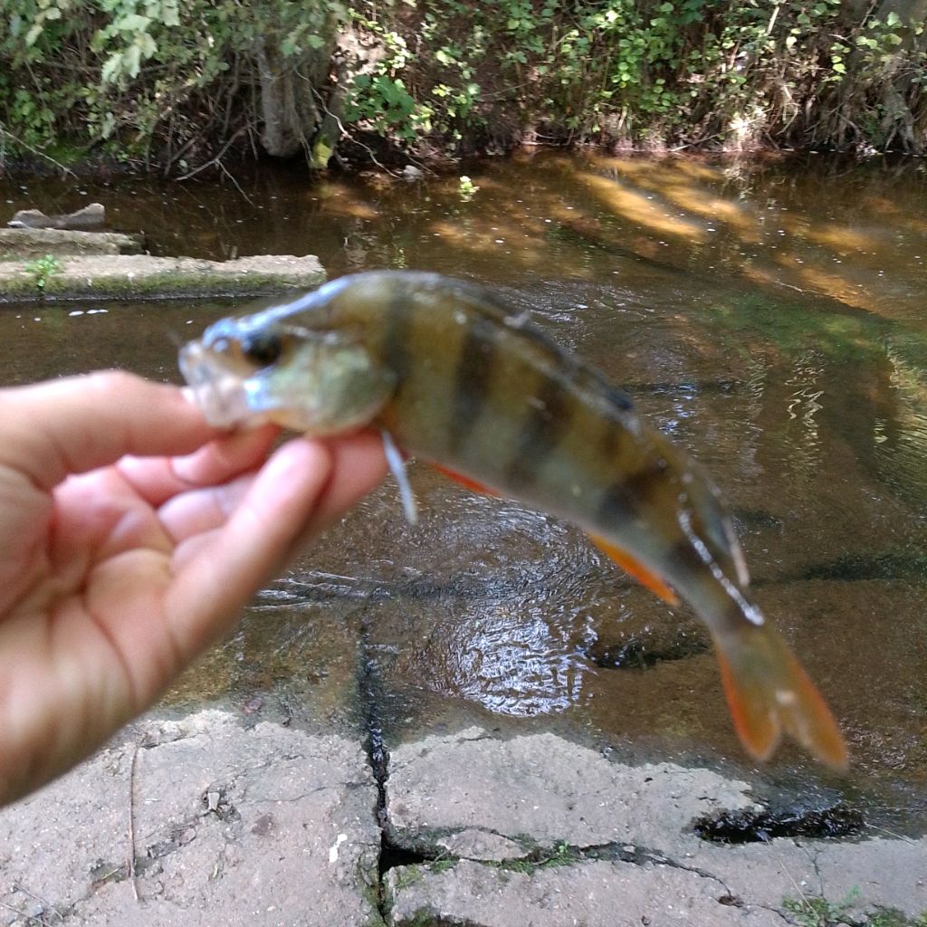 Иконка канала Рыбачим с Мишей