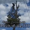 Иконка канала Спил Деревьев