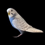 Иконка канала Синий попугай