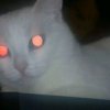 Иконка канала Mr Котик