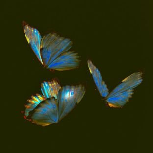 Иконка канала ||Chou|| animations||art||