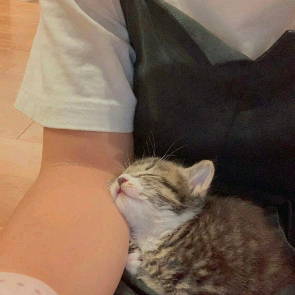 Иконка канала (⁠灬⁠º⁠‿⁠º⁠灬⁠)⁠♡ฅ⁠^⁠•⁠ﻌ⁠•⁠^⁠ฅ(⁠=⁠^⁠･⁠ｪ⁠･⁠^⁠=⁠)-⁠ᄒ⁠ᴥ