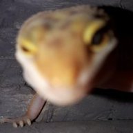 Иконка канала Vadolo44__games