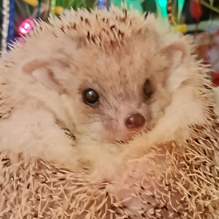 Иконка канала channel66181723