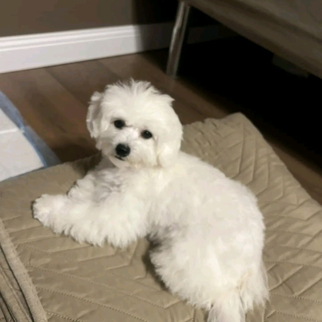 Иконка канала ДЕЛИ