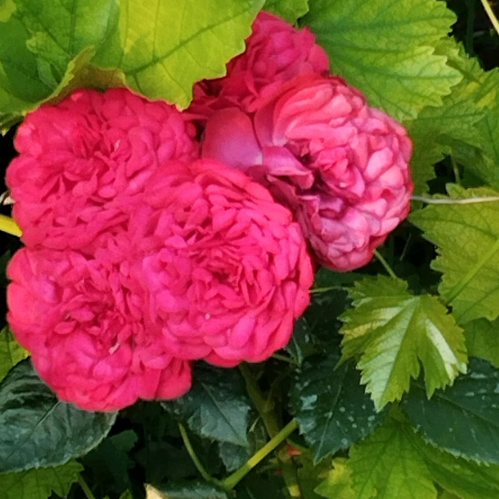 Иконка канала Татьянин день 🌷