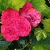 Иконка канала Татьянин день 🌷