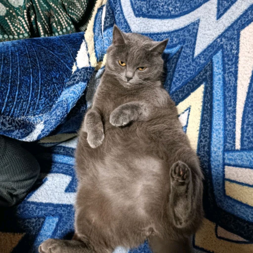 Аватар автора