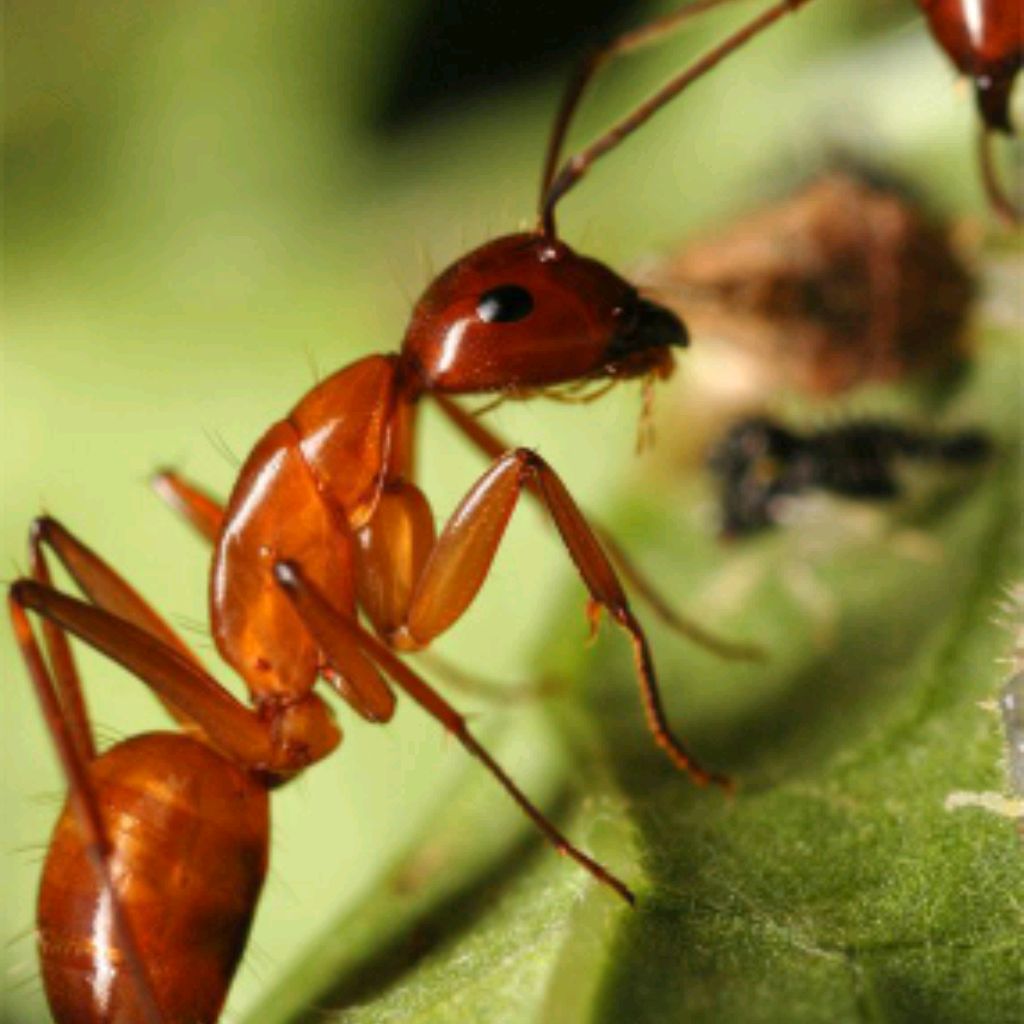 Иконка канала Alisa