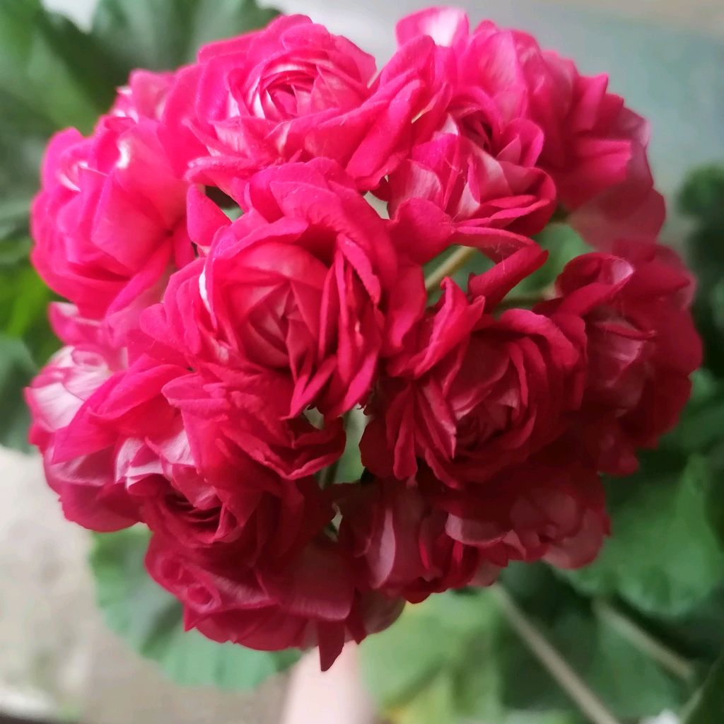 Иконка канала Южная Оранжерея