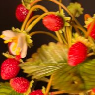 Иконка канала BFlowers | Цветы и букеты из глины