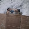 Иконка канала Денч