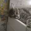 Иконка канала Кайфуй Как Кот