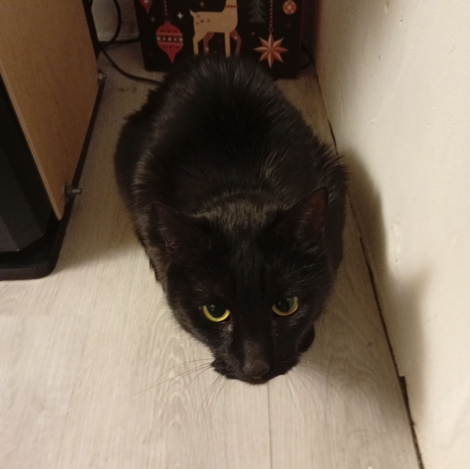 Иконка канала ЧЕРНЫЙ КОТ ИГРАЕТ