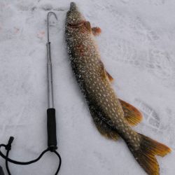 Иконка канала Трофейная  рыбалка на хищника (Путь жерличника)