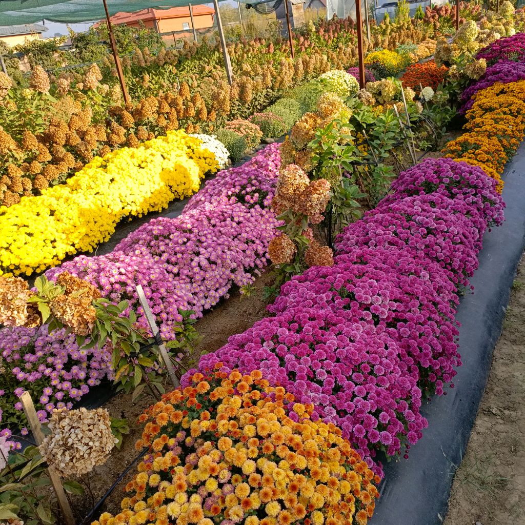 Иконка канала Саженцы Хризантемы