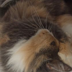 Иконка канала Дуэт "Рондо"