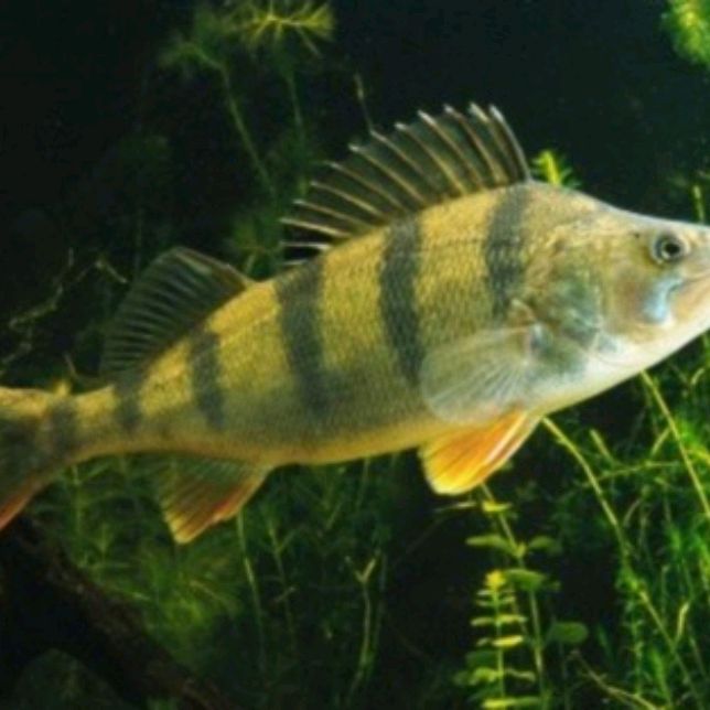 Иконка канала Рыбалка 56!