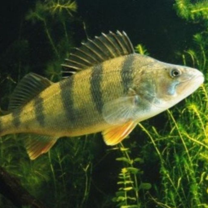 Иконка канала Рыбалка 56