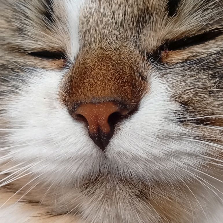 Иконка канала Котик 220