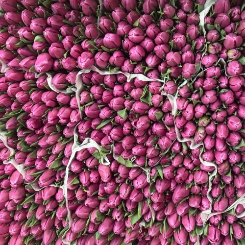 Иконка канала Цветloff