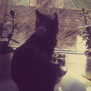 Аватар автора