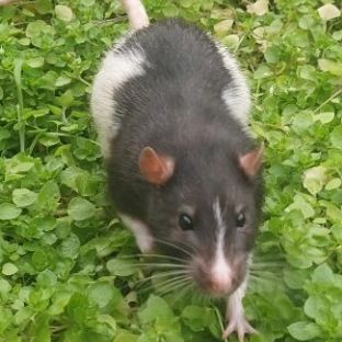 Иконка канала WEIO