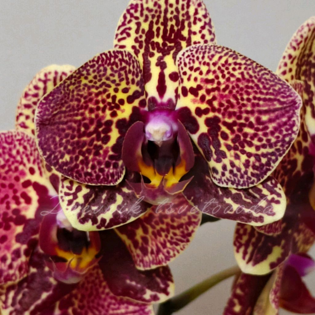 Иконка канала Дневник цветовода