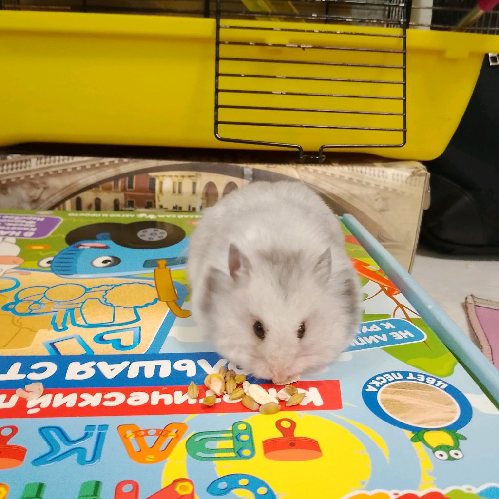 Аватар автора