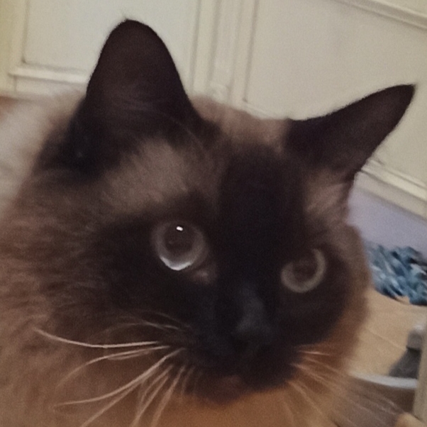 Аватар автора