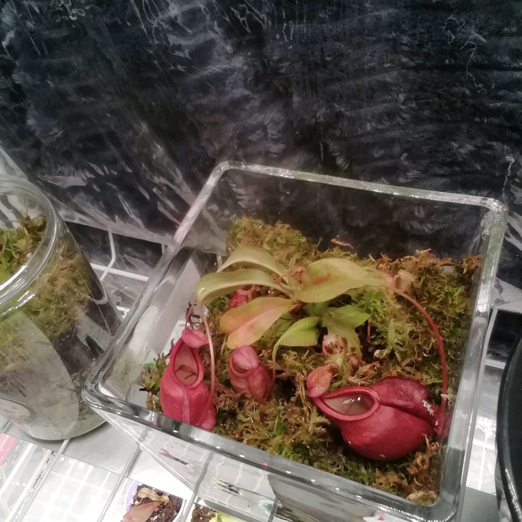 Иконка канала Хищник в горшке