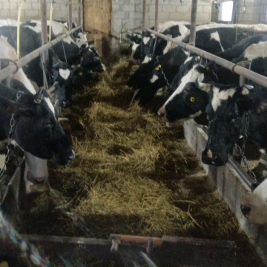 Иконка канала Жизнь Холостяка В Деревне