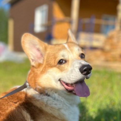 Иконка канала Городской побег с Бри