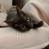 Иконка канала Yoka-game Йока игры