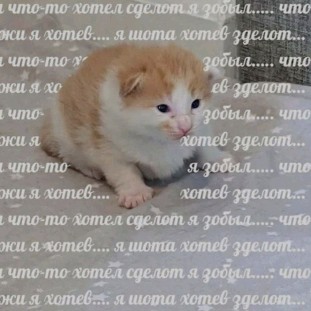 Аватар автора