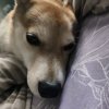 Иконка канала Собачник