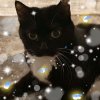 Иконка канала Красный Ошейник 🐈🍣🪴🐈⬛